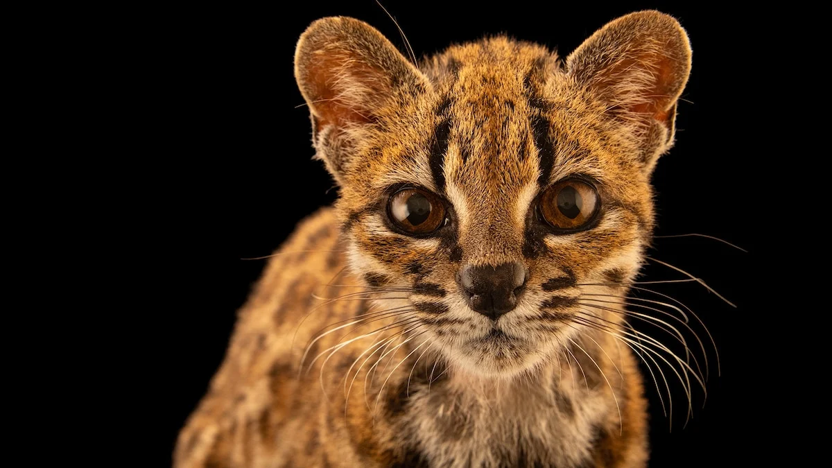 Meet Leopardus tilcayo: First New Cat Species Discovered in 100 Years