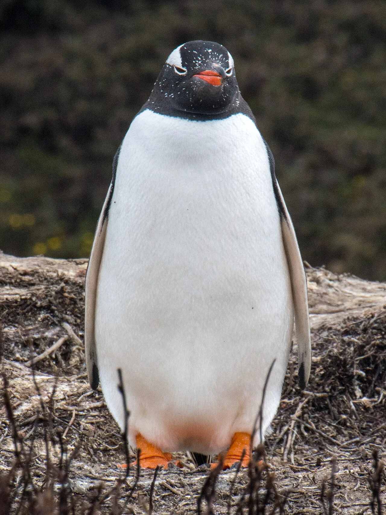 Scientists Name First New Penguin Species in Over 100 Years