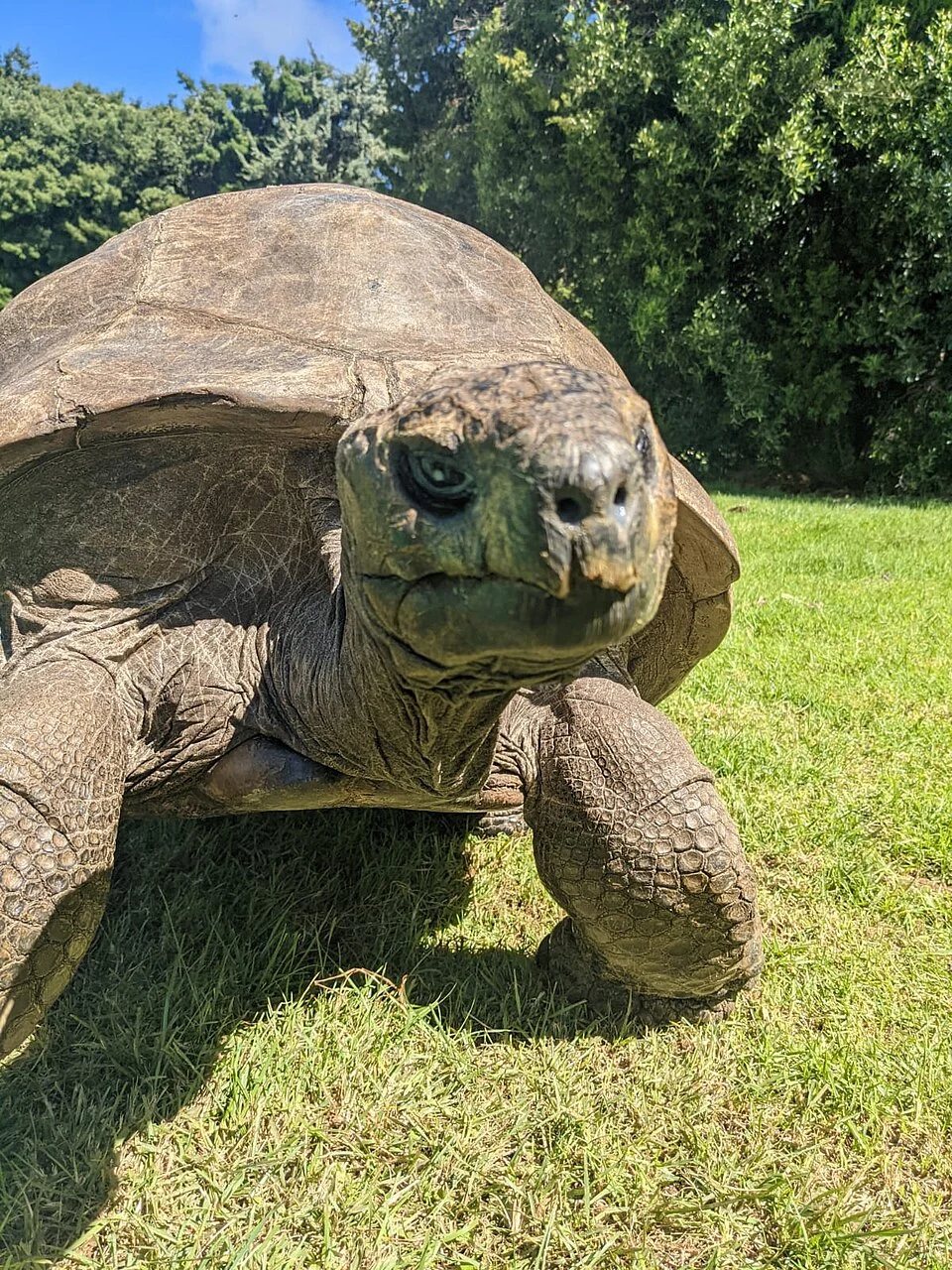 At 194, the World's Oldest Land Animal Is Giving Up His Genetic Secrets