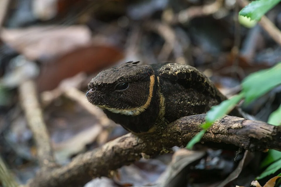 Great Eared Nightjar: The 'Dragon Bird' That Vanishes Into the Forest Floor