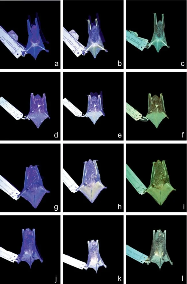 Bats Under Black Light: Six North American Species Glow Green, Not Pink