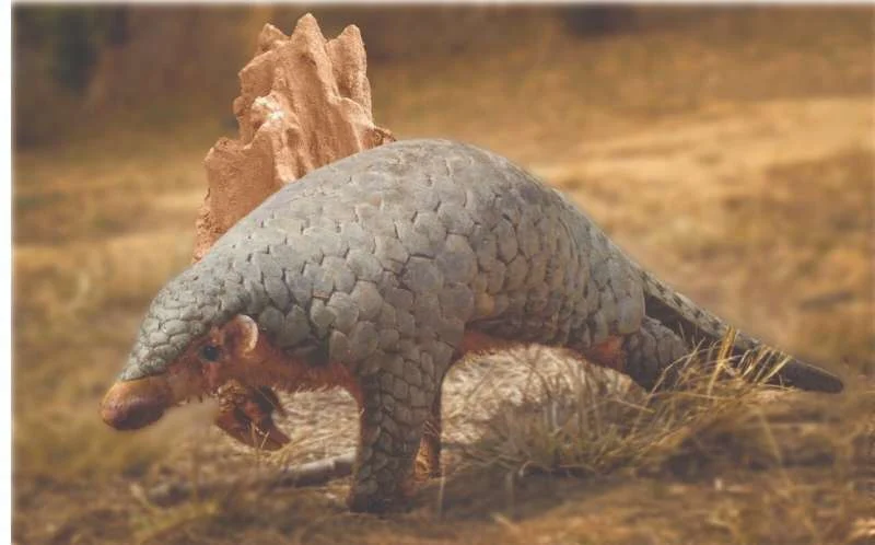 Hidden in Plain Sight: 190-Year-Old DNA Confirms a New Pangolin Species